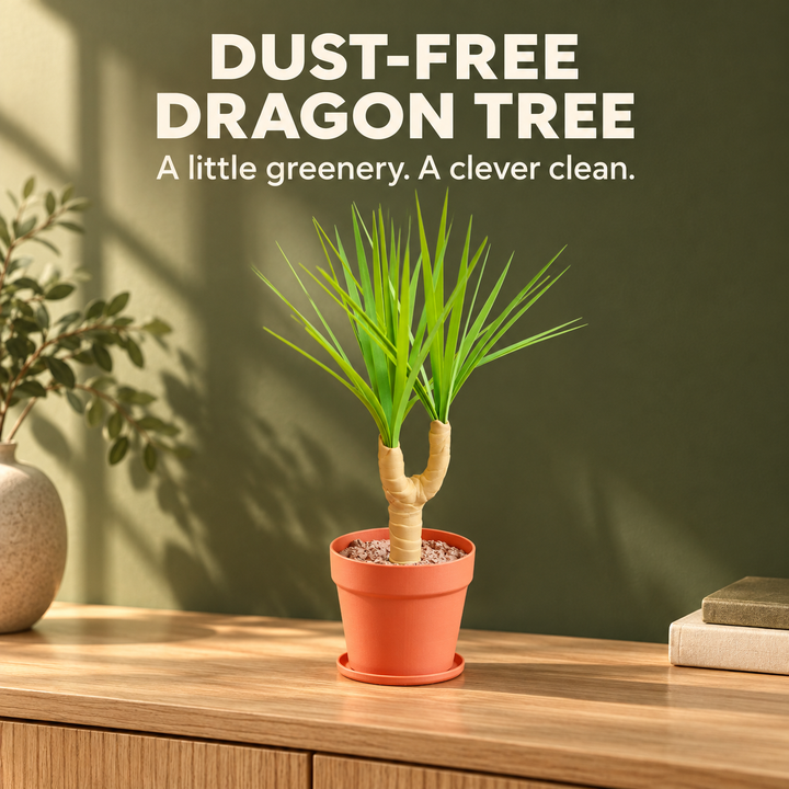 Dust-Free Dragon Tree