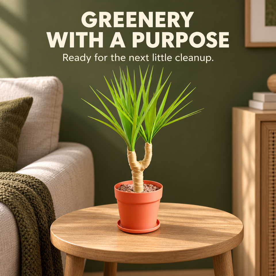 Dust-Free Dragon Tree — Ready for the next little cleanup.