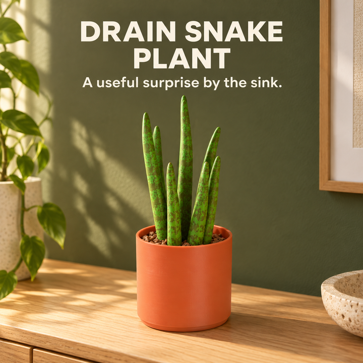 Drain Snake Snake Plant