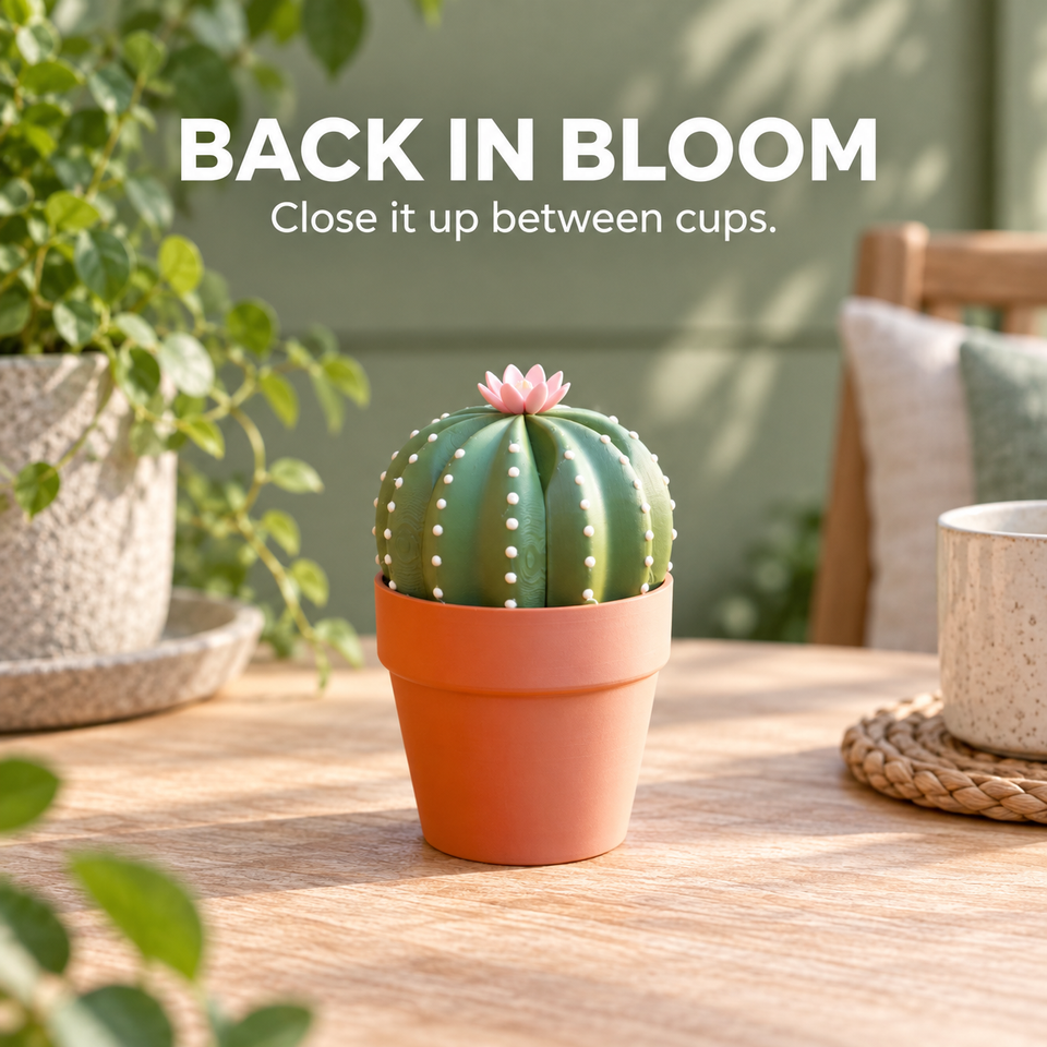 Smactus Cactus — back in bloom